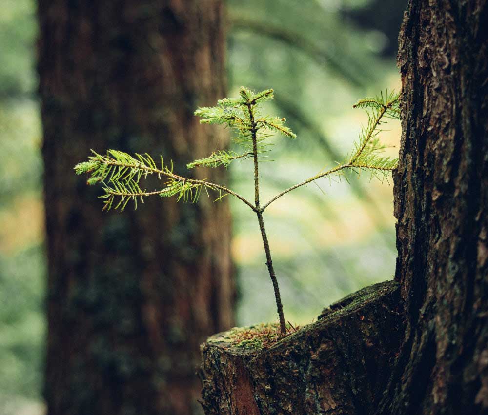 Mit wijld.com Wald schützen - werde Waldpate